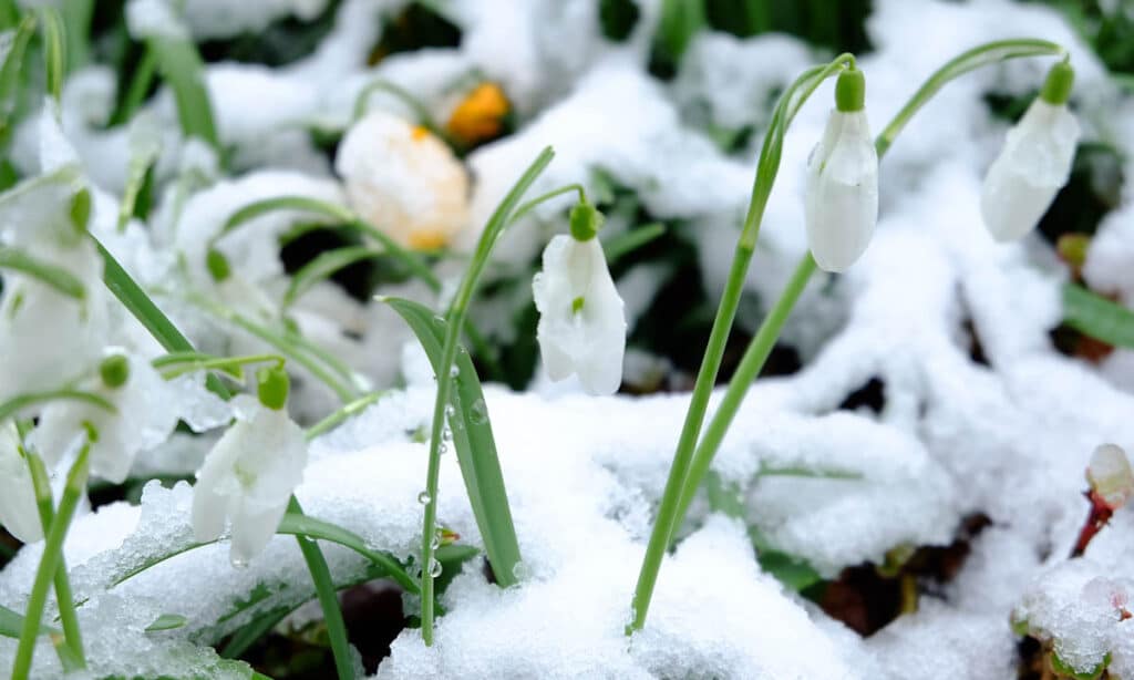 backyard spring planning