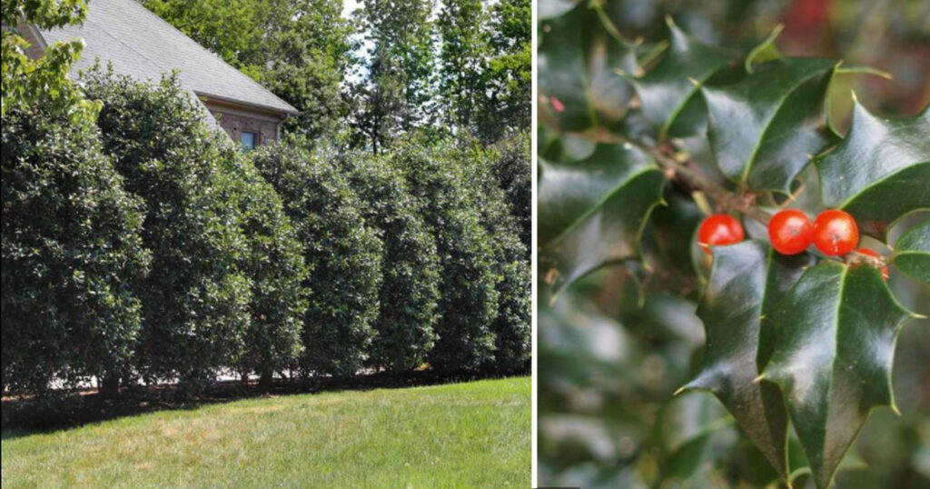 plants for privacy