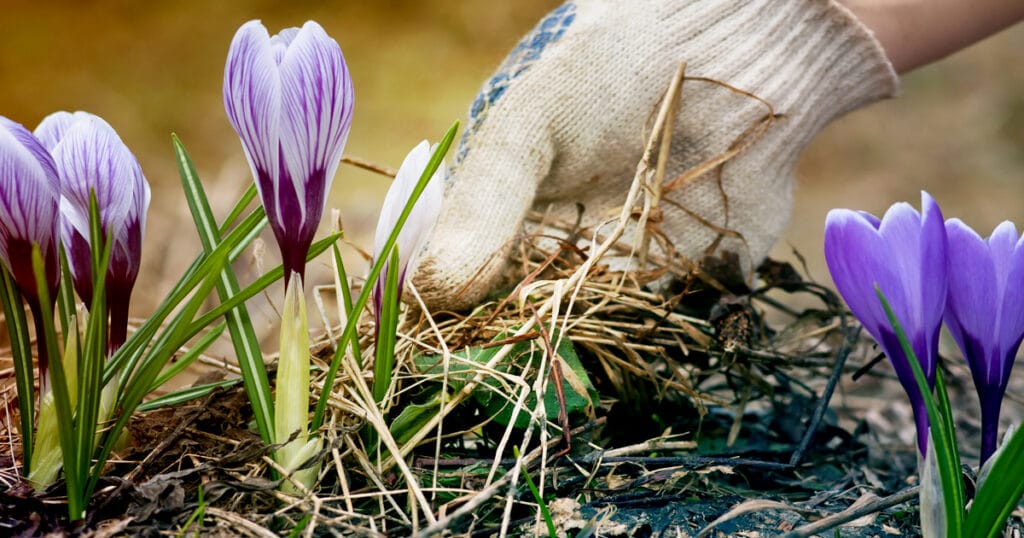 spring backyard ideas